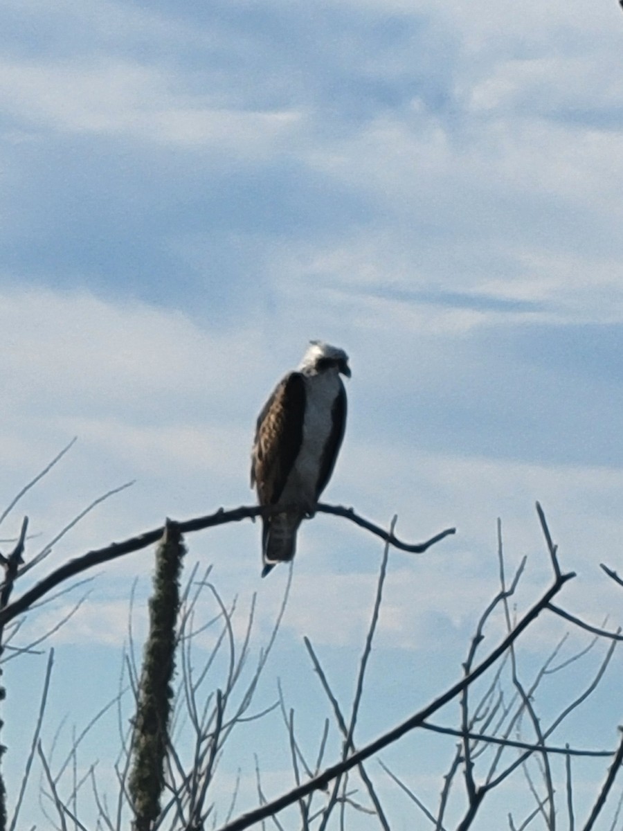 Osprey - ML646865674