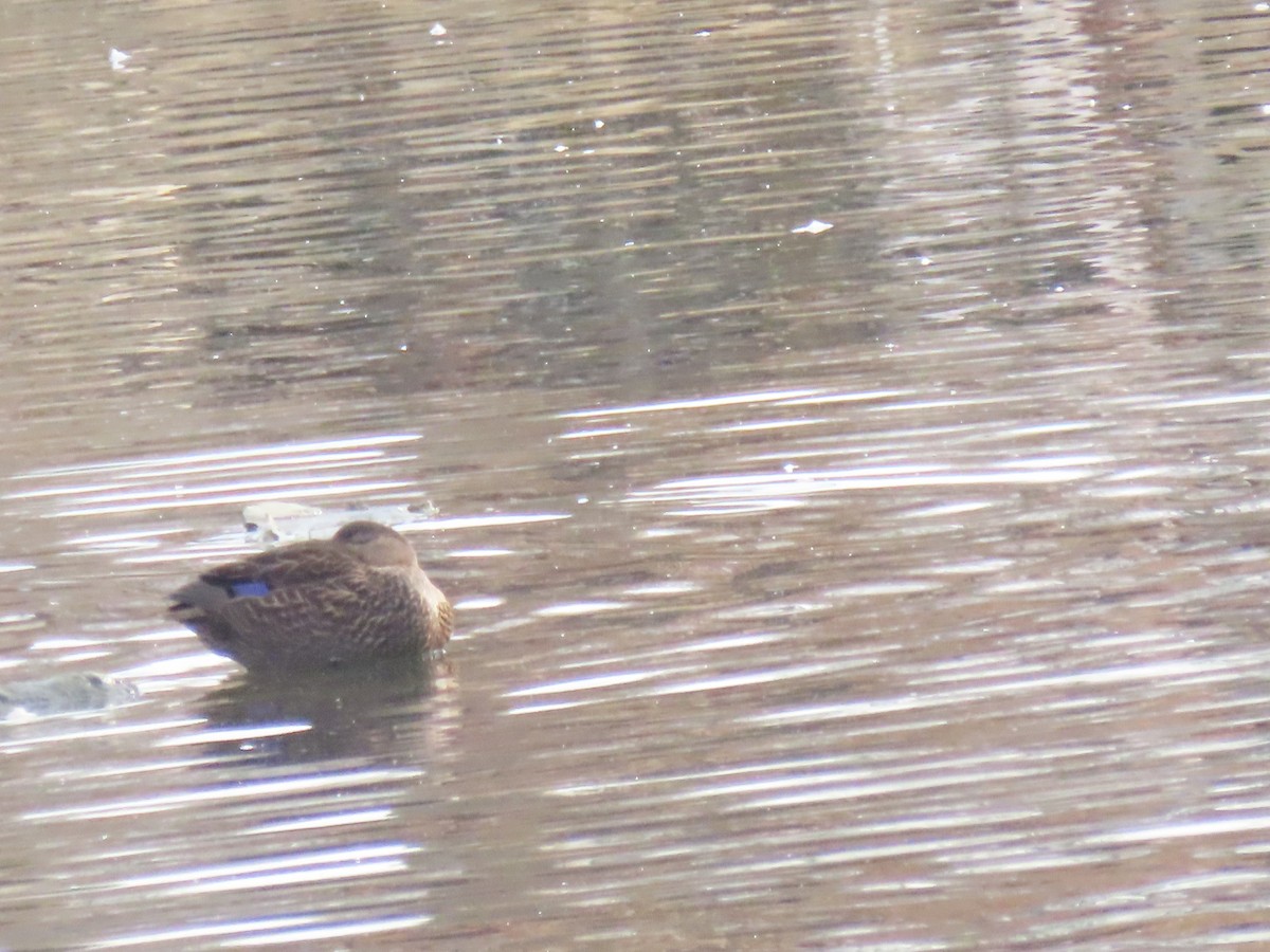 Ánade Sombrío - ML646865678