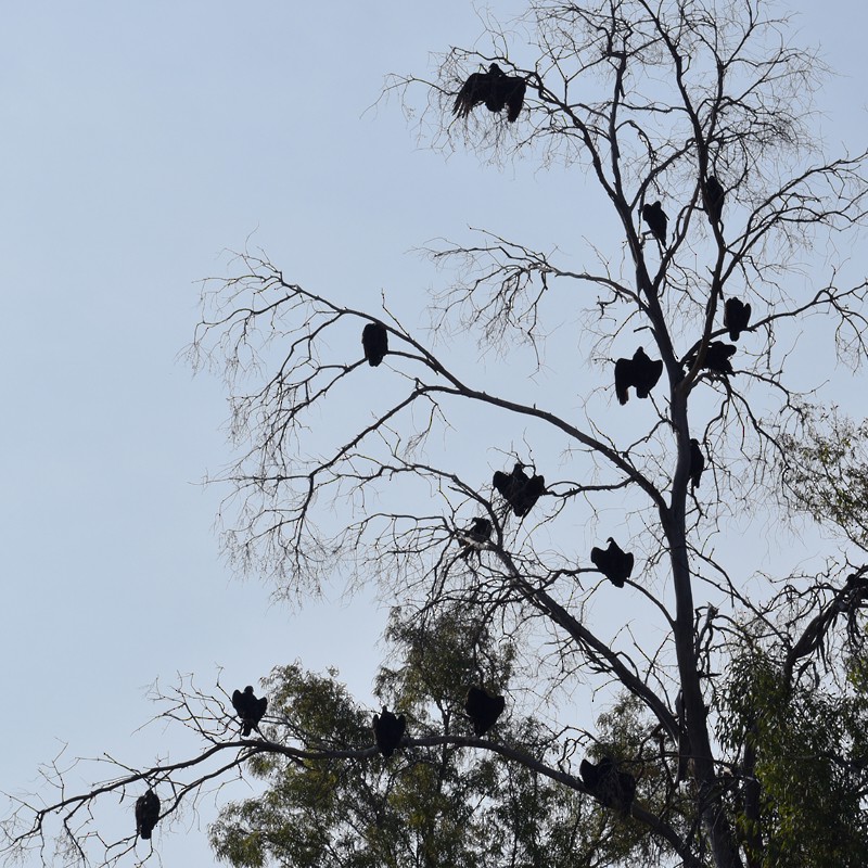Turkey Vulture - ML646865679