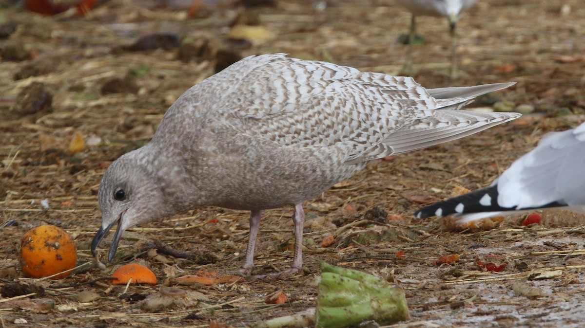 grønlandsmåke (kumlieni) - ML646865680