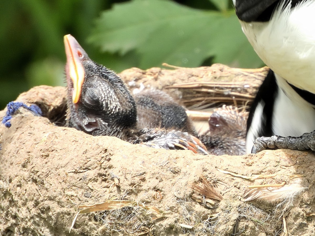 Gralline pie - ML646865681