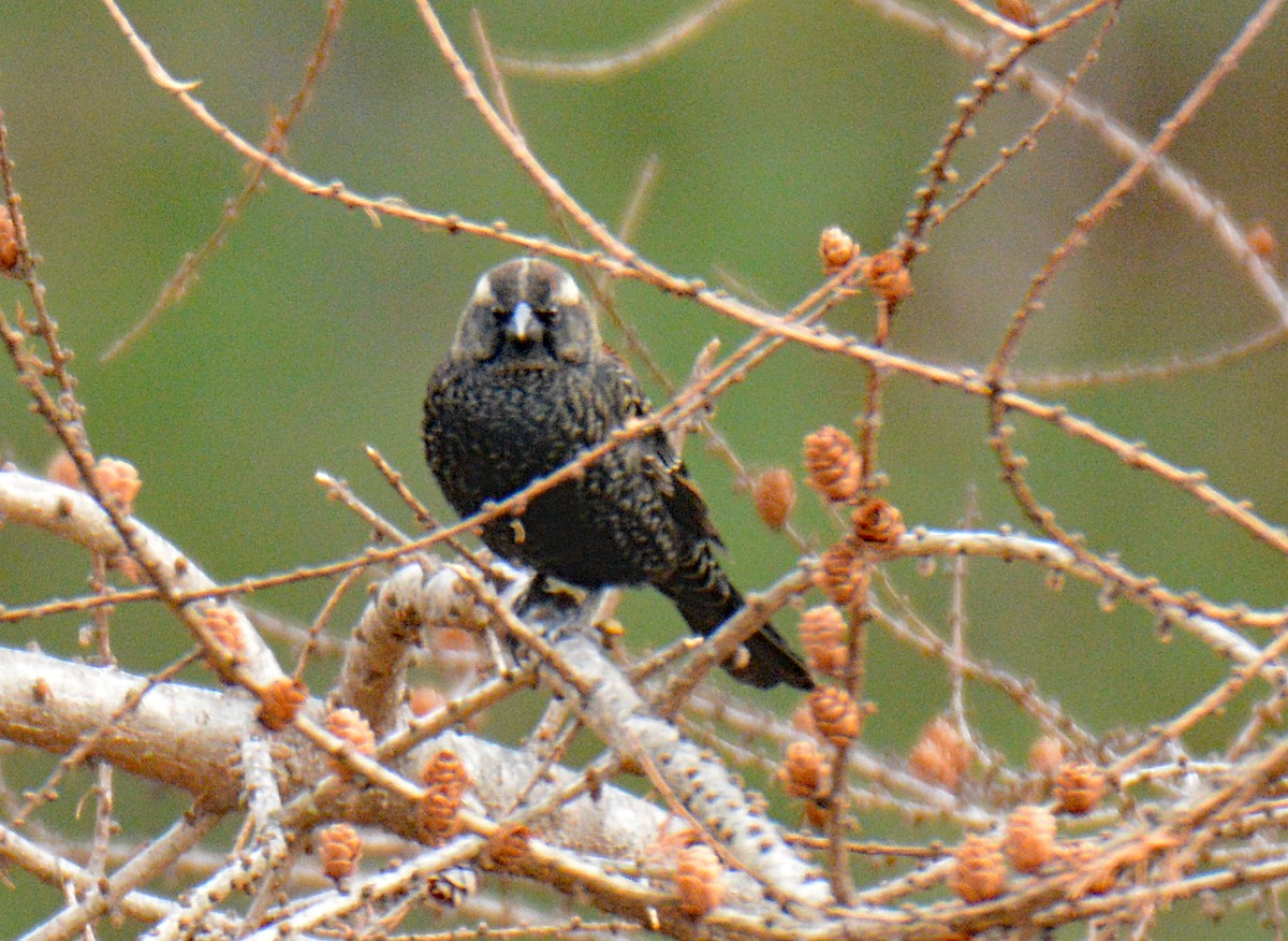 שחרורית אדומת-כנף - ML646865684