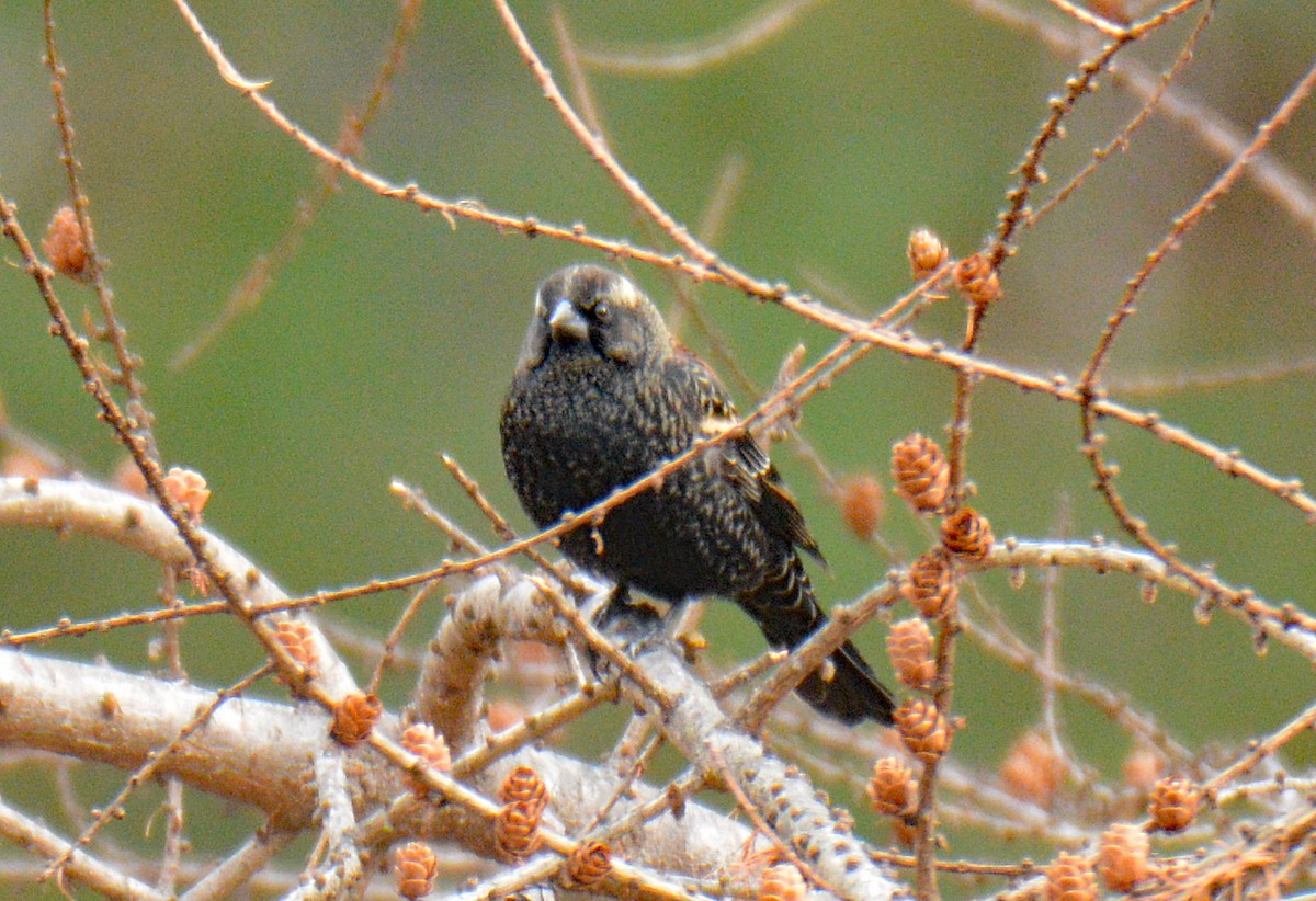 שחרורית אדומת-כנף - ML646865685