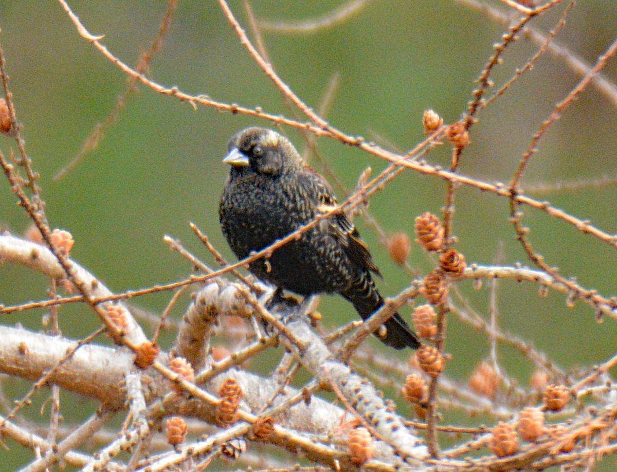 Red-winged Blackbird - ML646865686