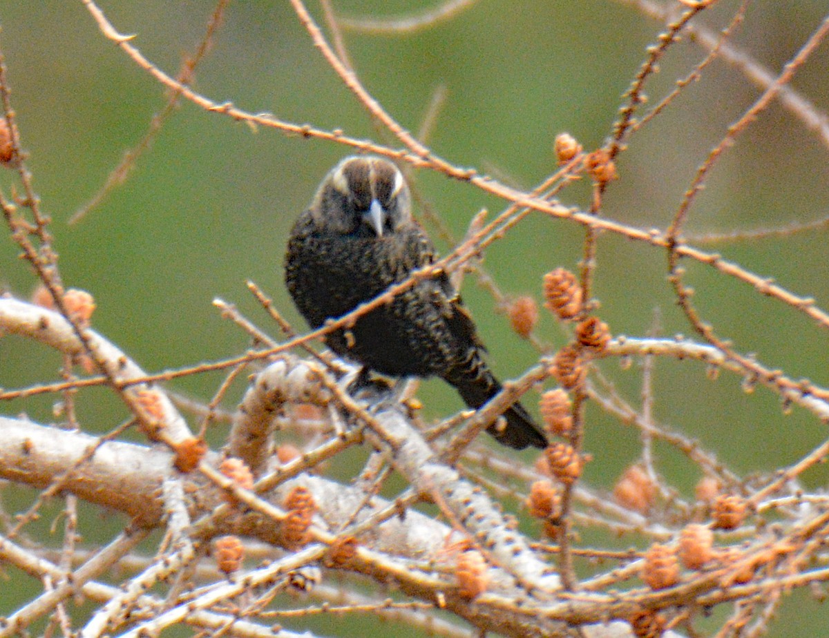 Red-winged Blackbird - ML646865687