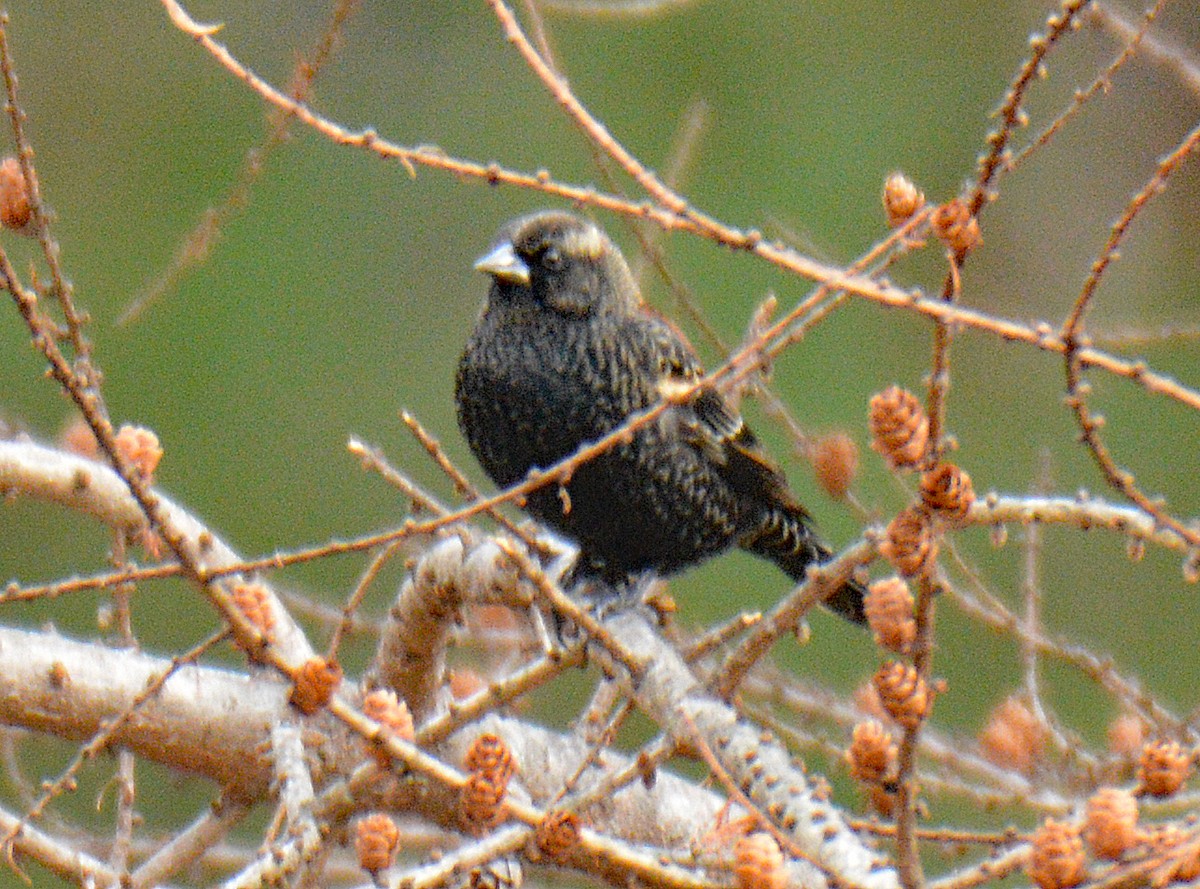 Red-winged Blackbird - ML646865688