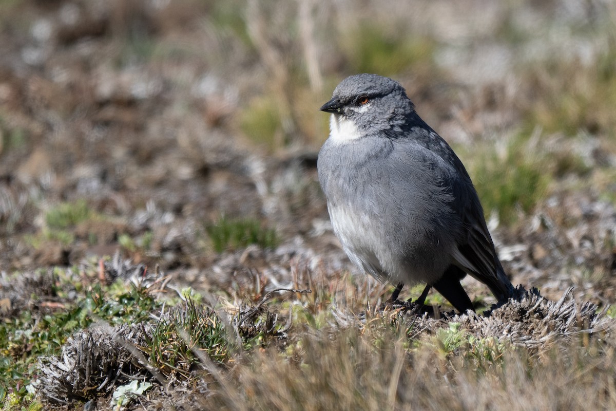 ハジロジュウカチョウ - ML646865689