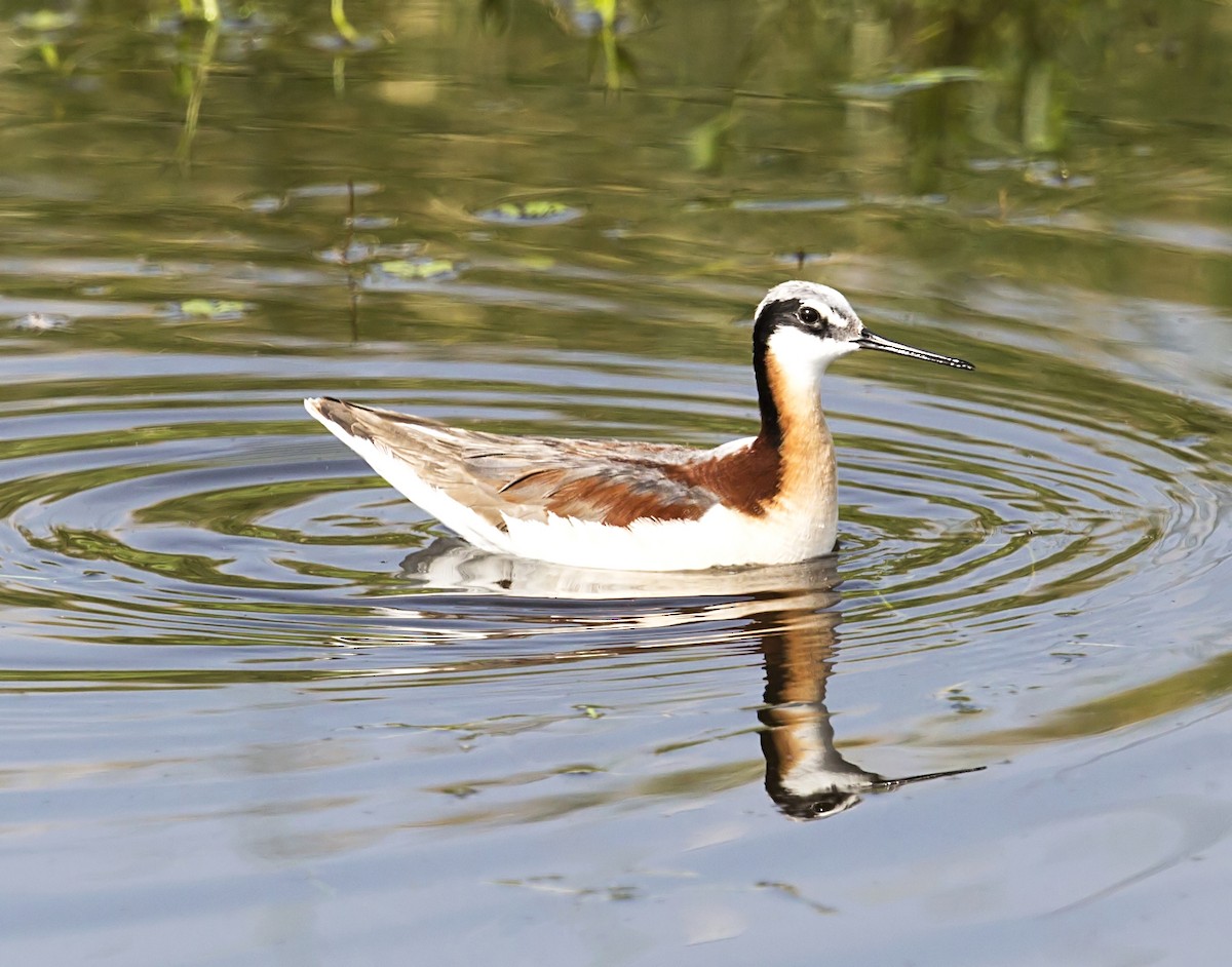 langnebbsvømmesnipe - ML646865691