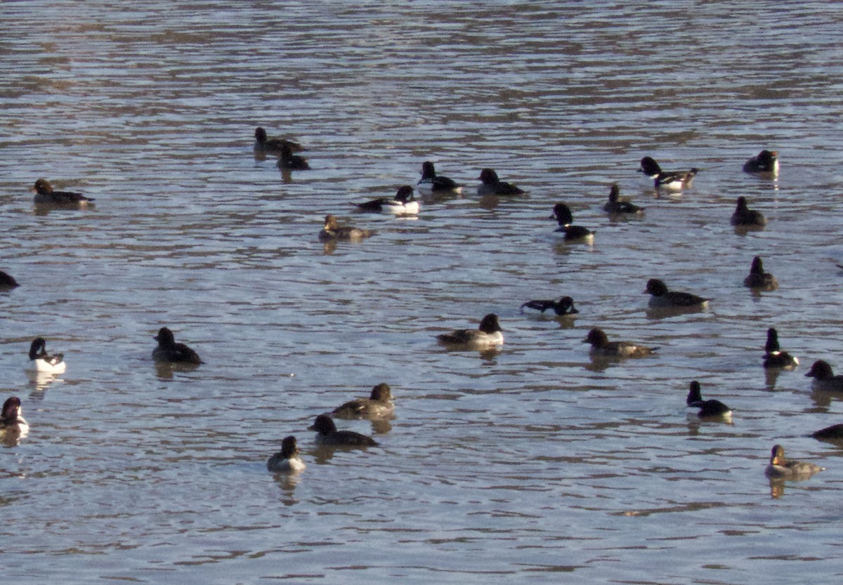 Porrón Islándico - ML646865692