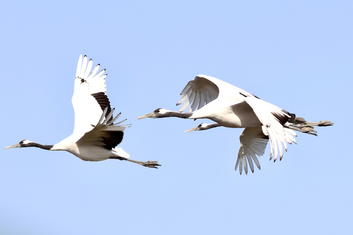 Japon Turnası - ML646865694