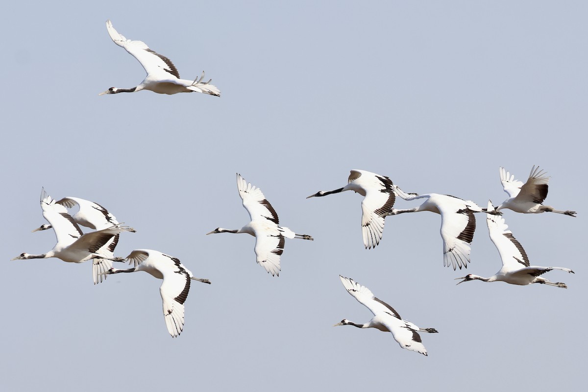 Japon Turnası - ML646865695