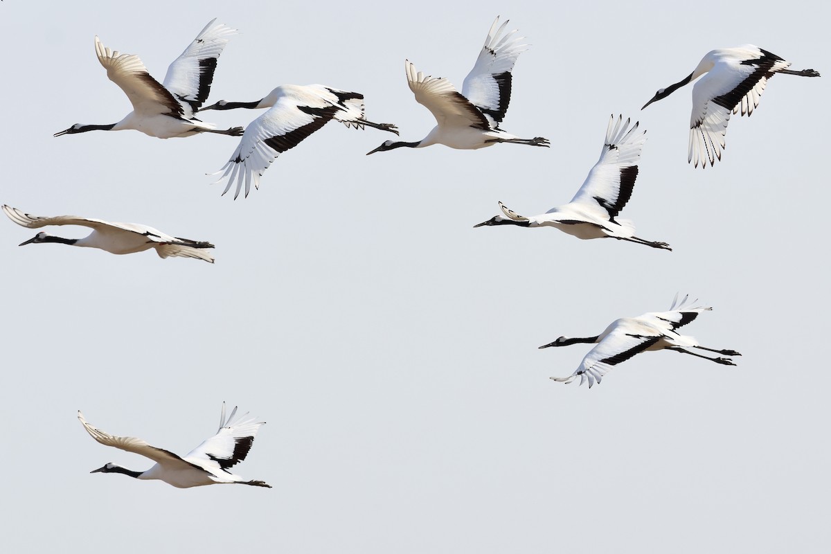 Japon Turnası - ML646865696