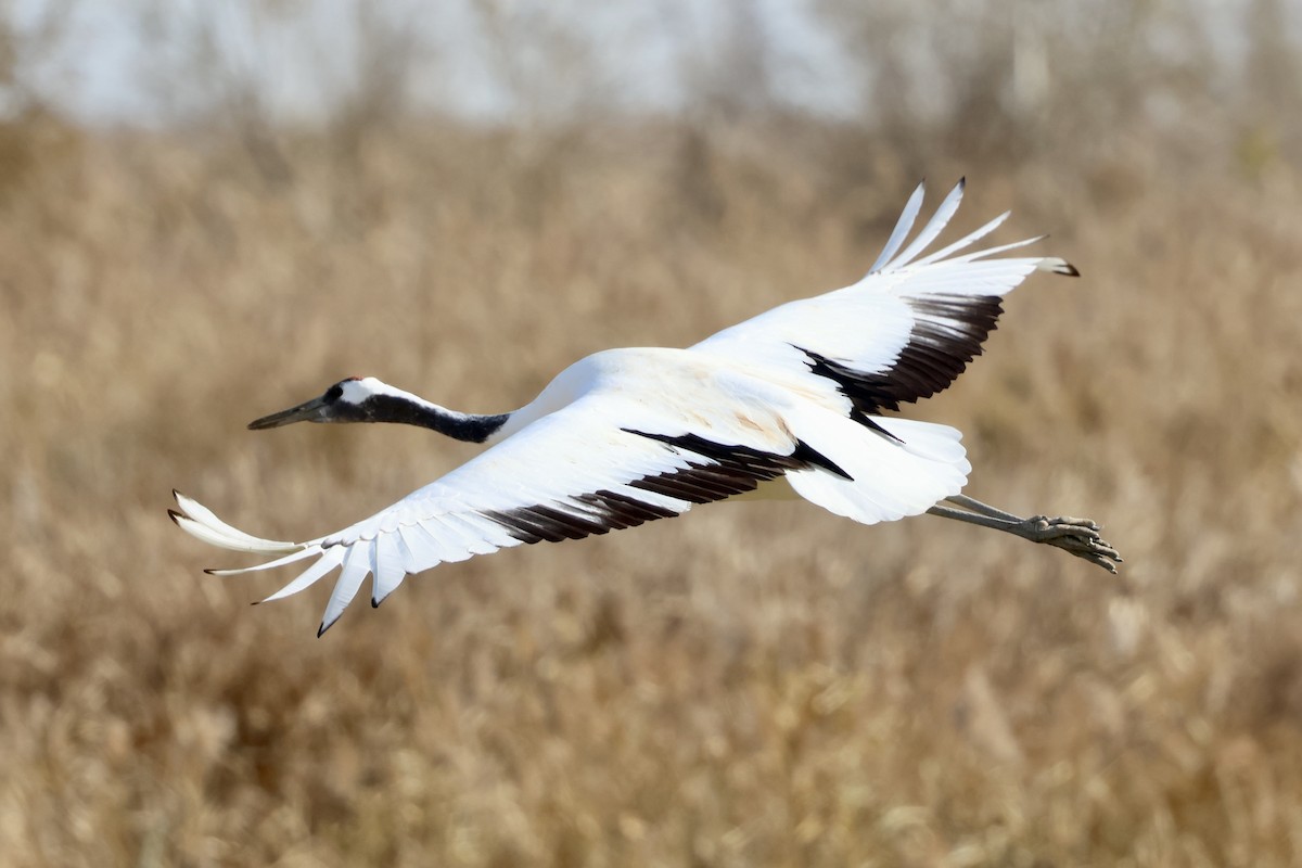 Japon Turnası - ML646865697