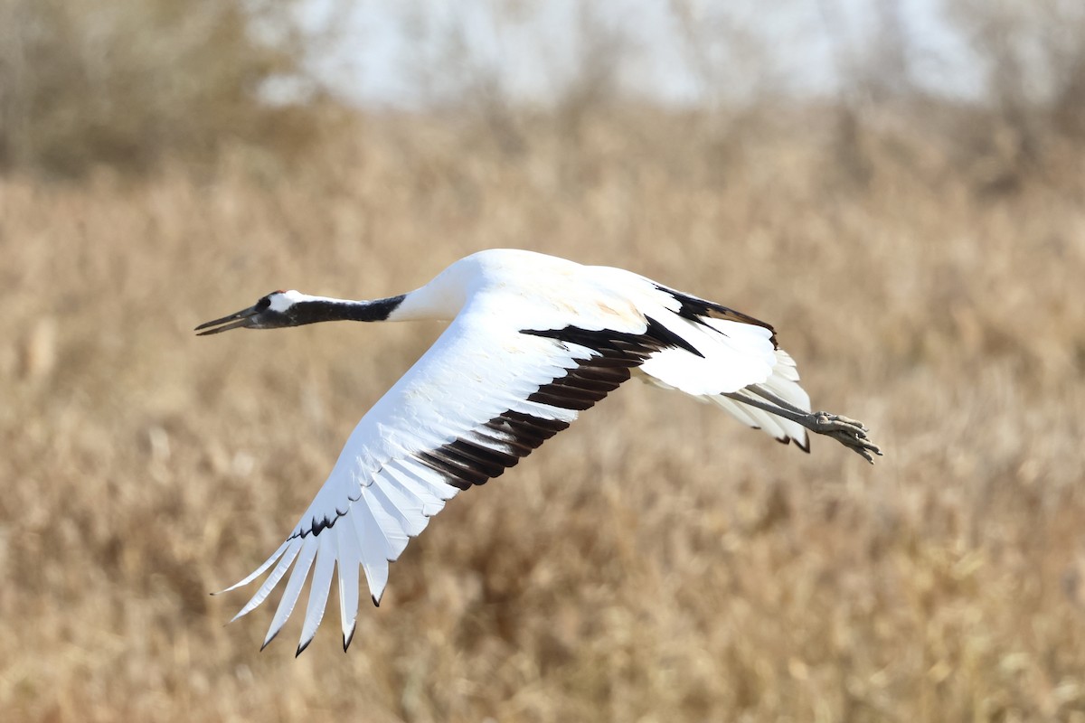 Japon Turnası - ML646865698