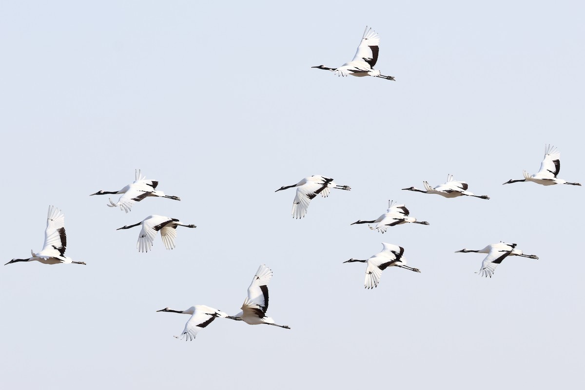 Japon Turnası - ML646865699