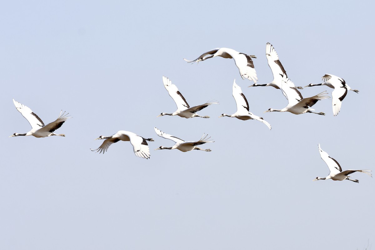 Japon Turnası - ML646865700