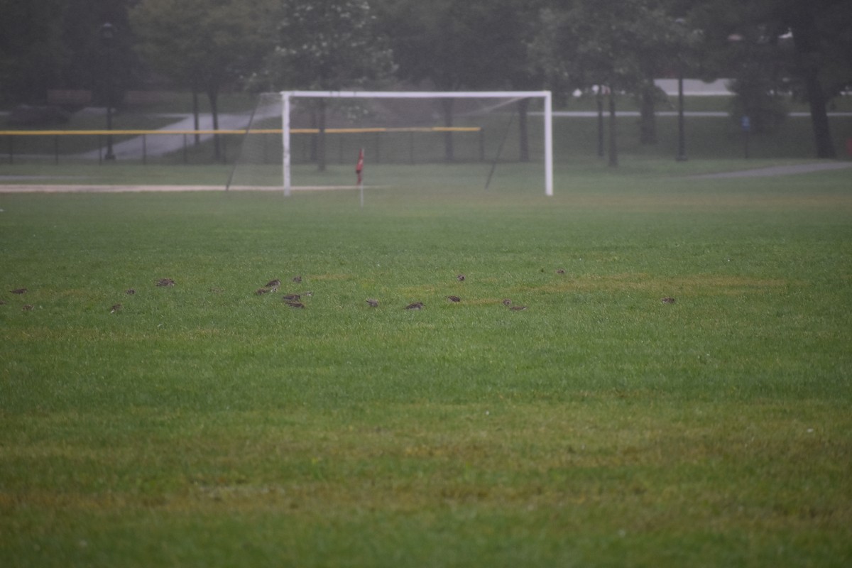 Pectoral Sandpiper - ML646865702