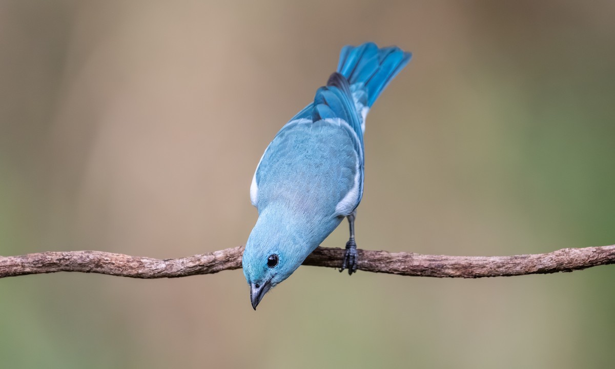 Gökçe Tangara - ML646865703