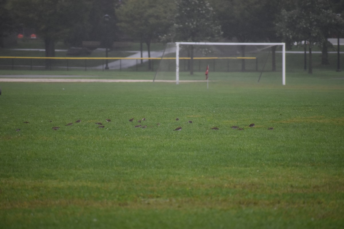 Pectoral Sandpiper - ML646865704