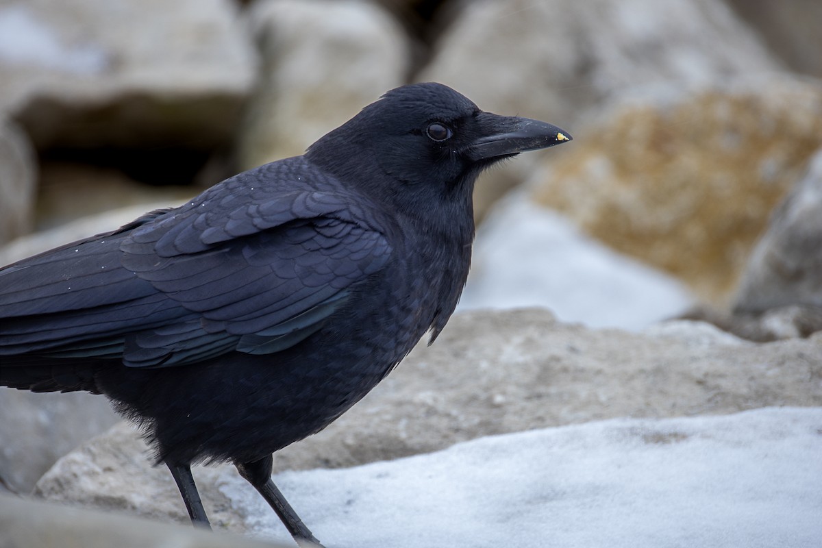 American Crow - ML646865705