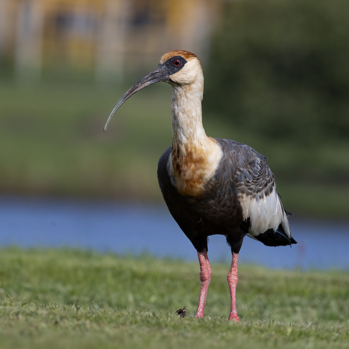 ibis bělokřídlý - ML646865707