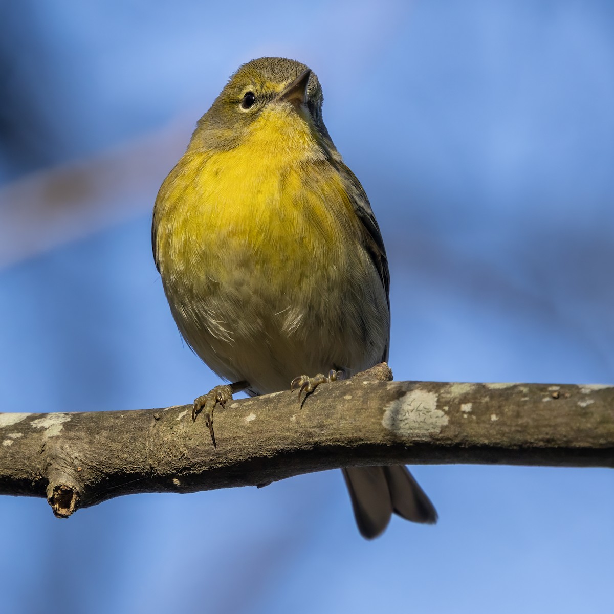 Сосновая древесница - ML646865708