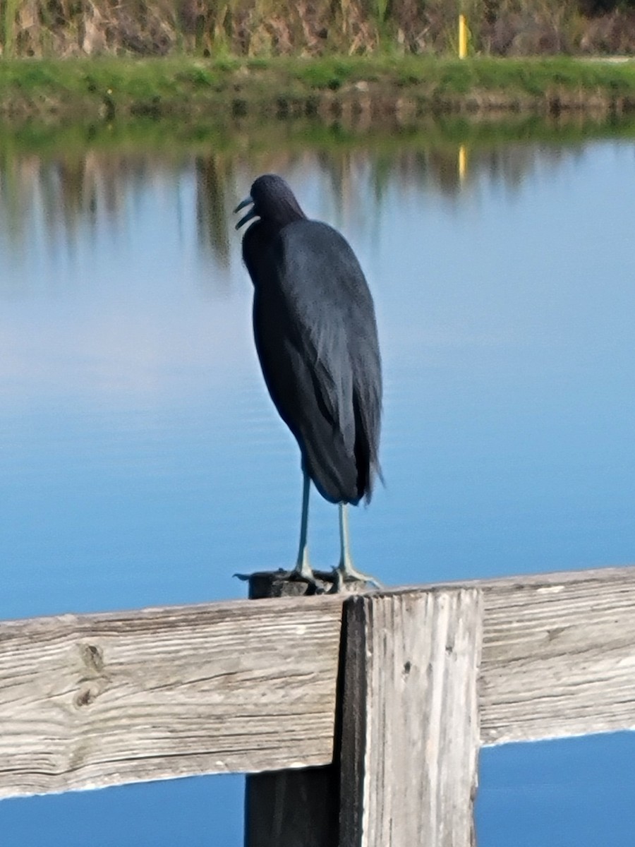 Little Blue Heron - ML646865709