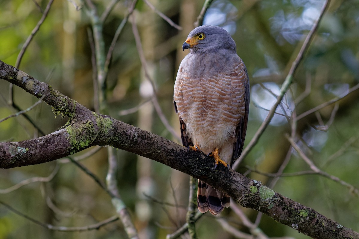 Roadside Hawk - ML646865710
