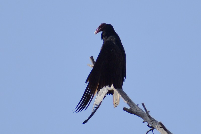 Turkey Vulture - ML646865711
