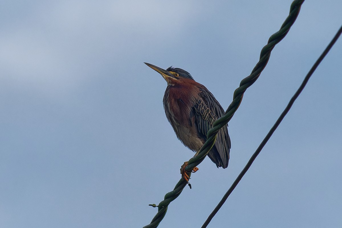 Yeşil Balıkçıl - ML646865712