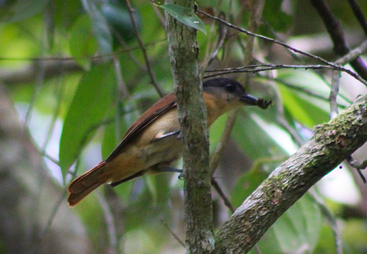 Бекард чубатий - ML646865714