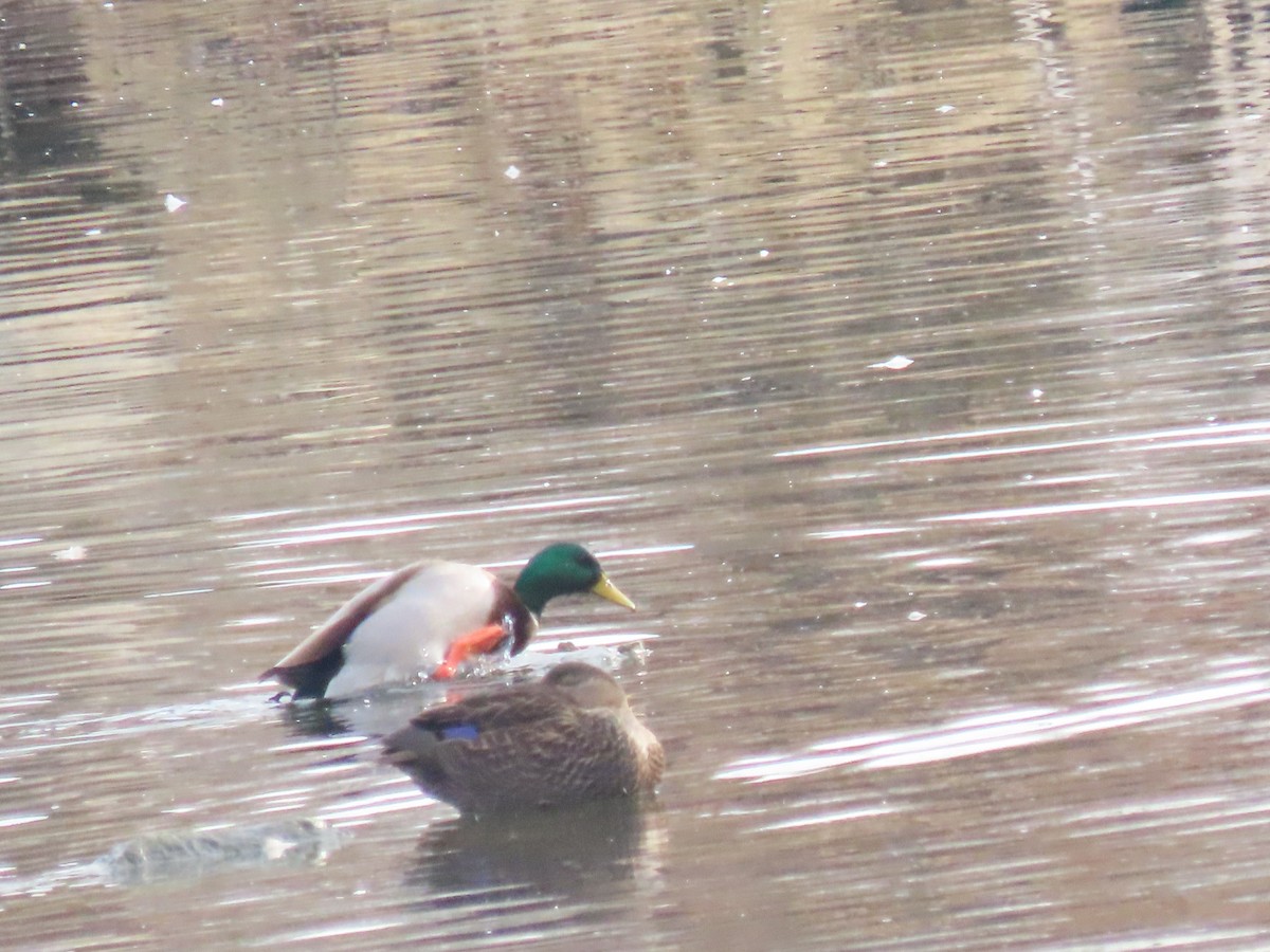 Ánade Sombrío - ML646865715