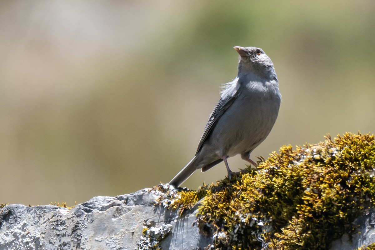 Boulder Finch - ML646865716