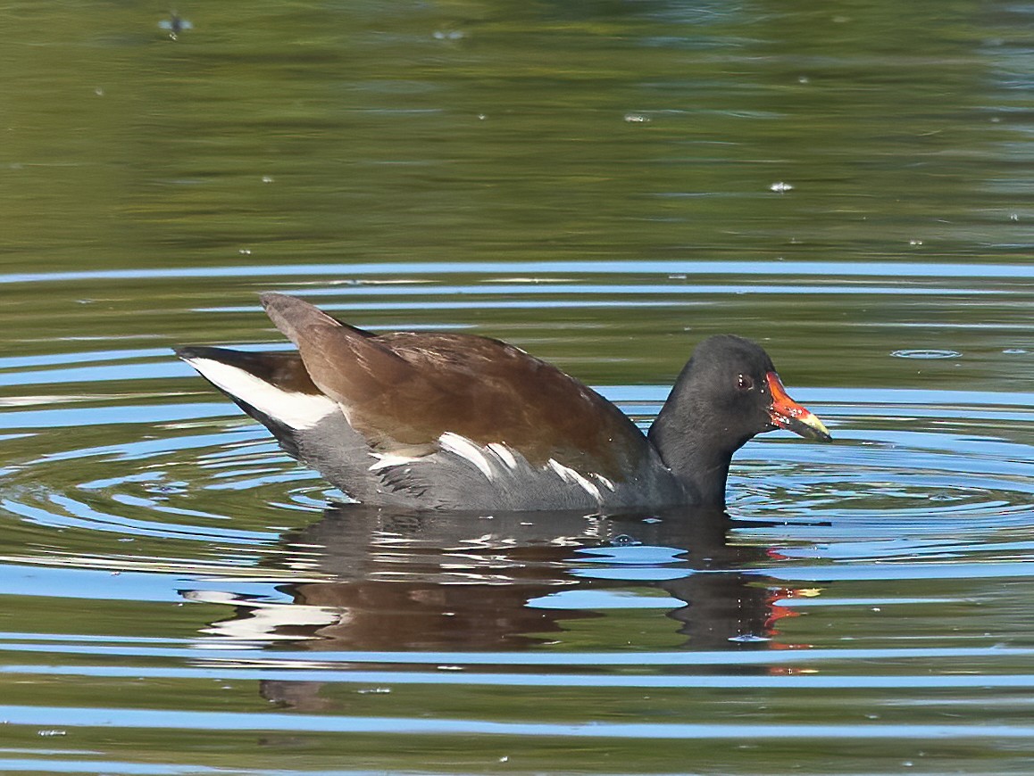 Common Gallinule - ML646865718