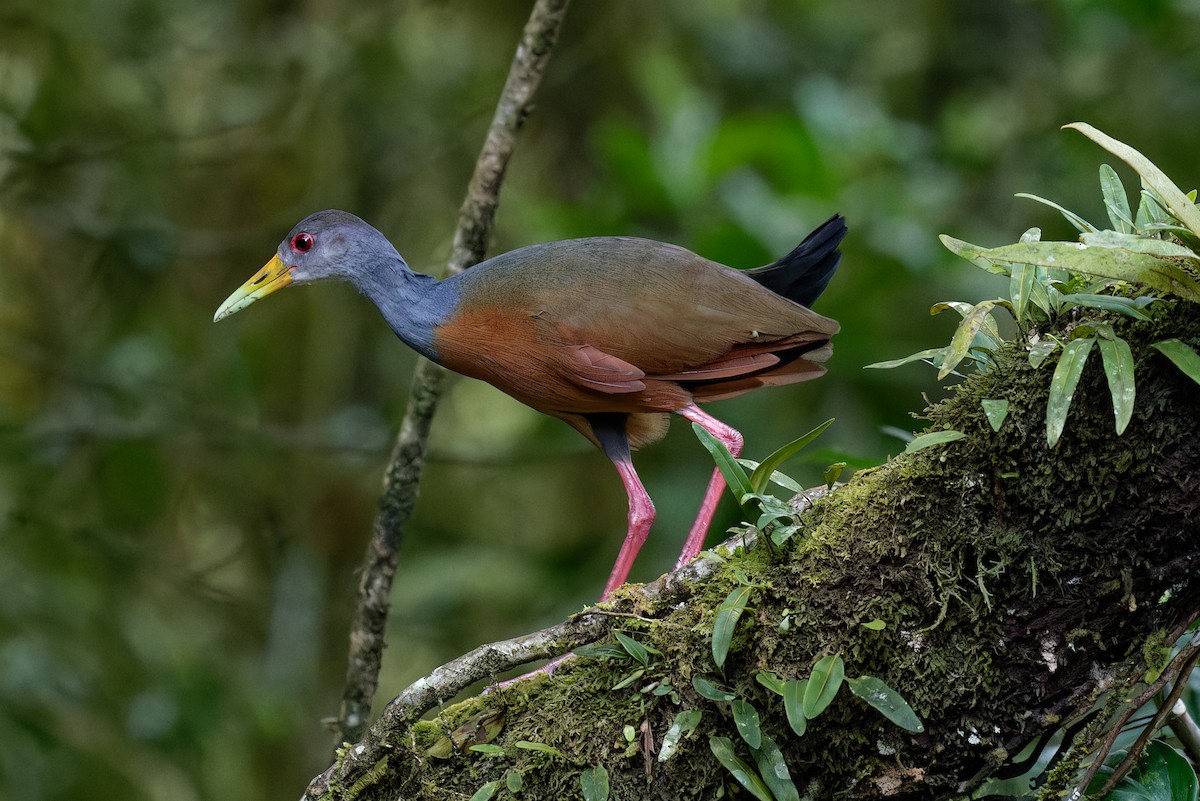 Gray-cowled Wood-Rail - ML646865719