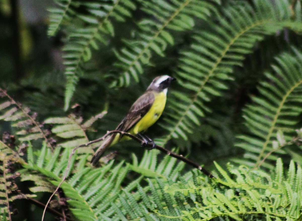 Bienteveo Sociable - ML646865721