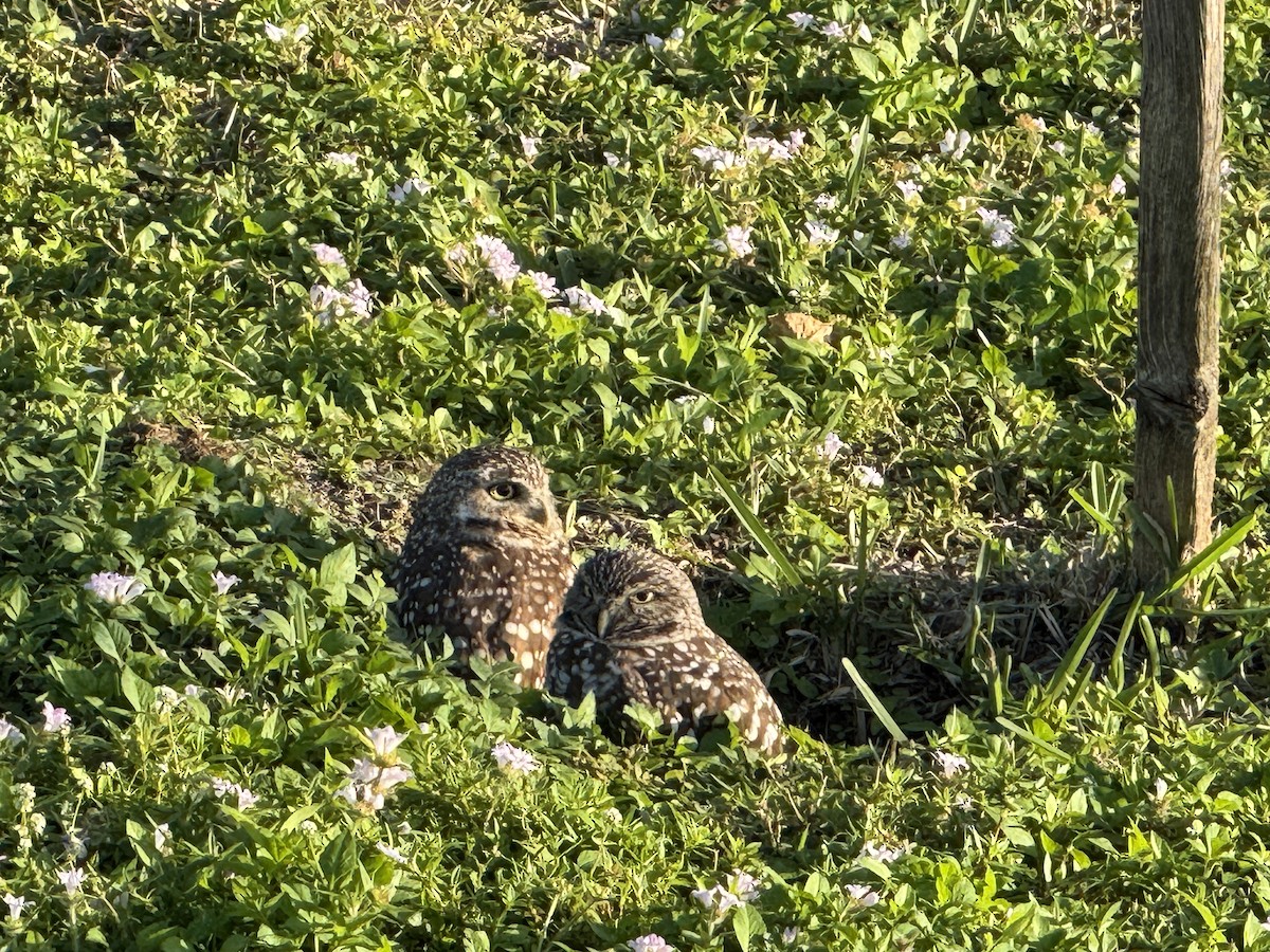 Kaninchenkauz - ML646865722