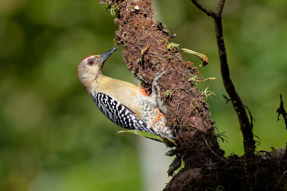 rødkronespett - ML646865723