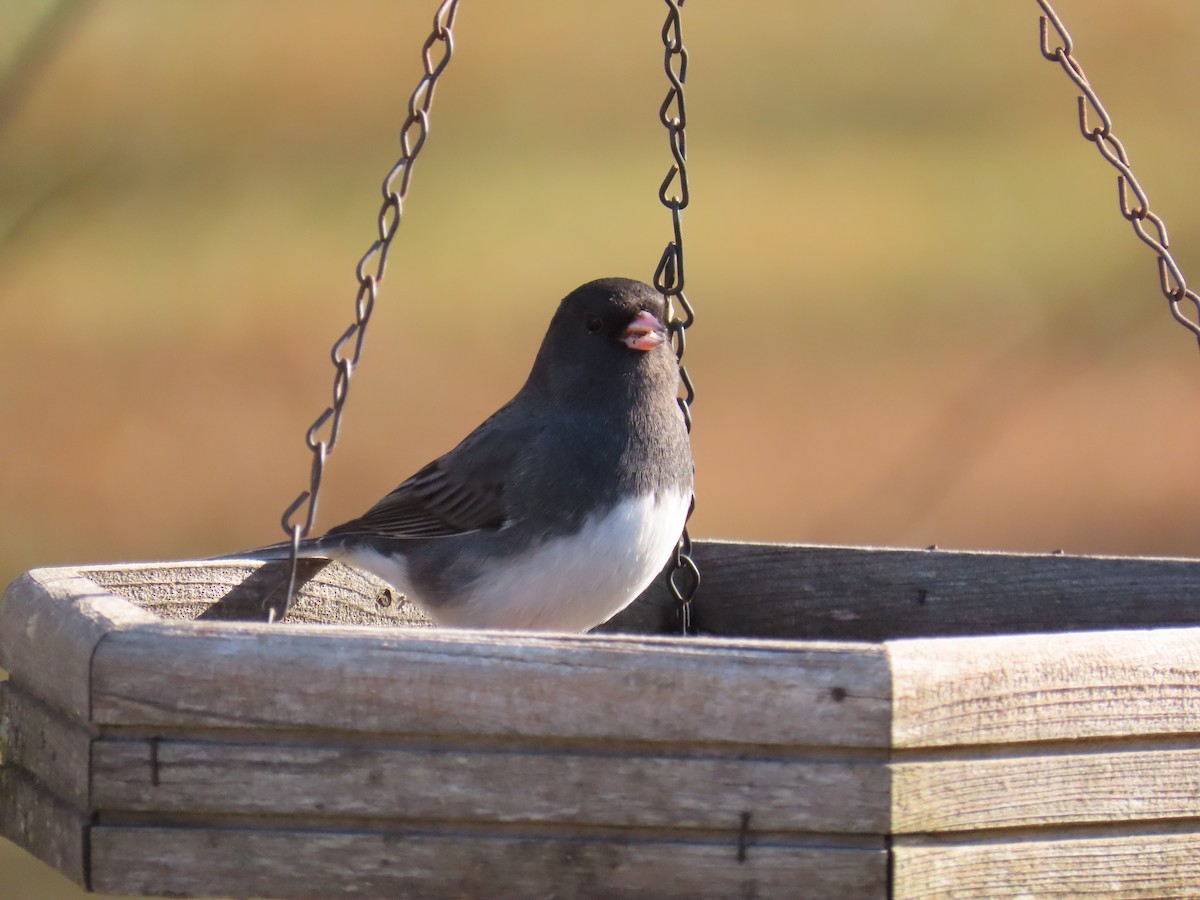 Dark-eyed Junco - ML646865724