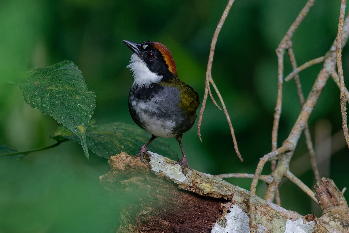 Chestnut-capped Brushfinch - ML646865728