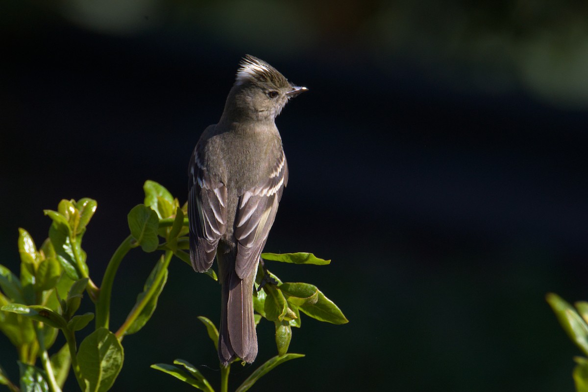 White-crested Elaenia - ML646865729