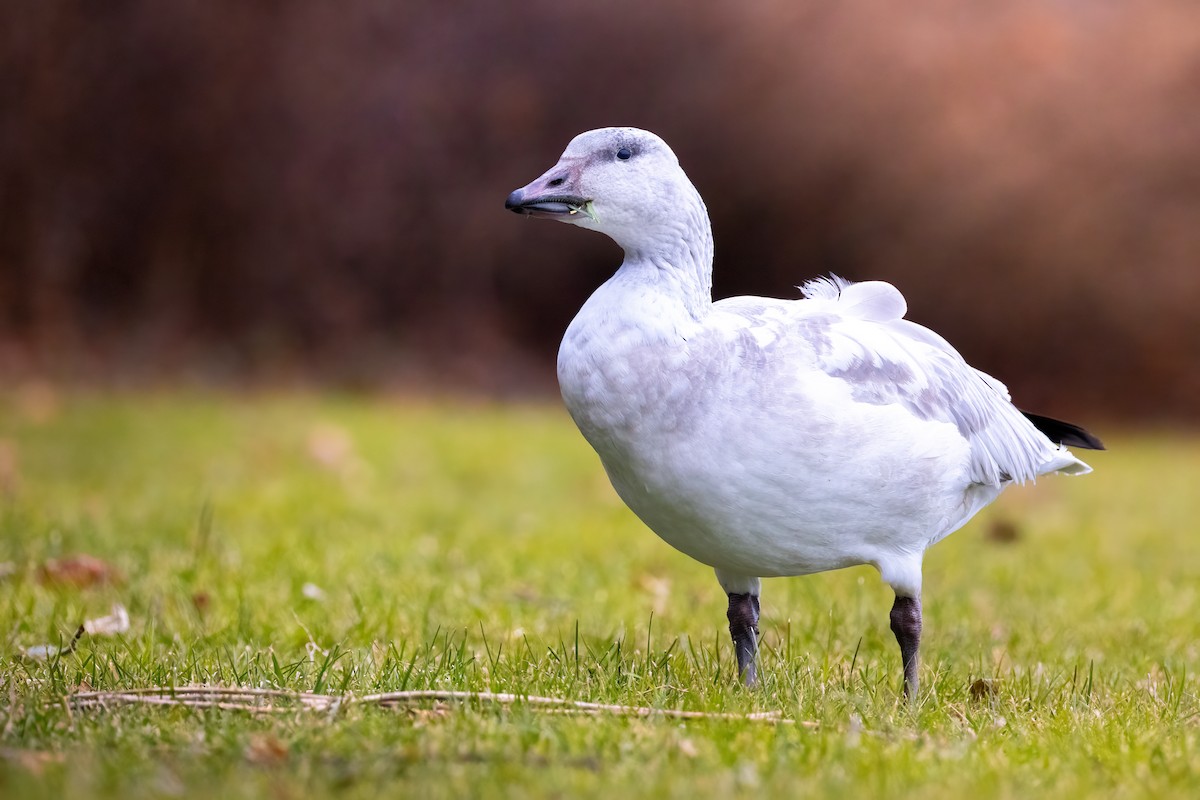 Snow Goose - ML646865731