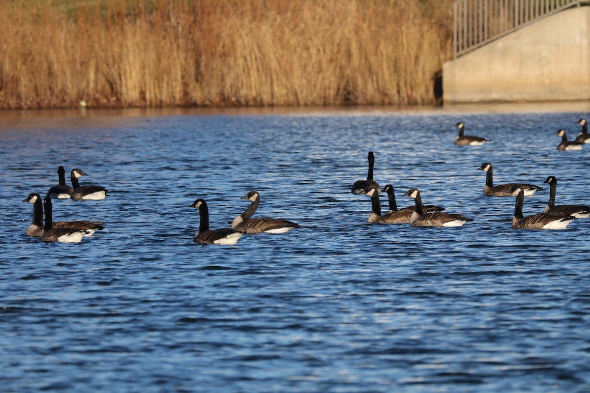 Canada Goose - ML646865732