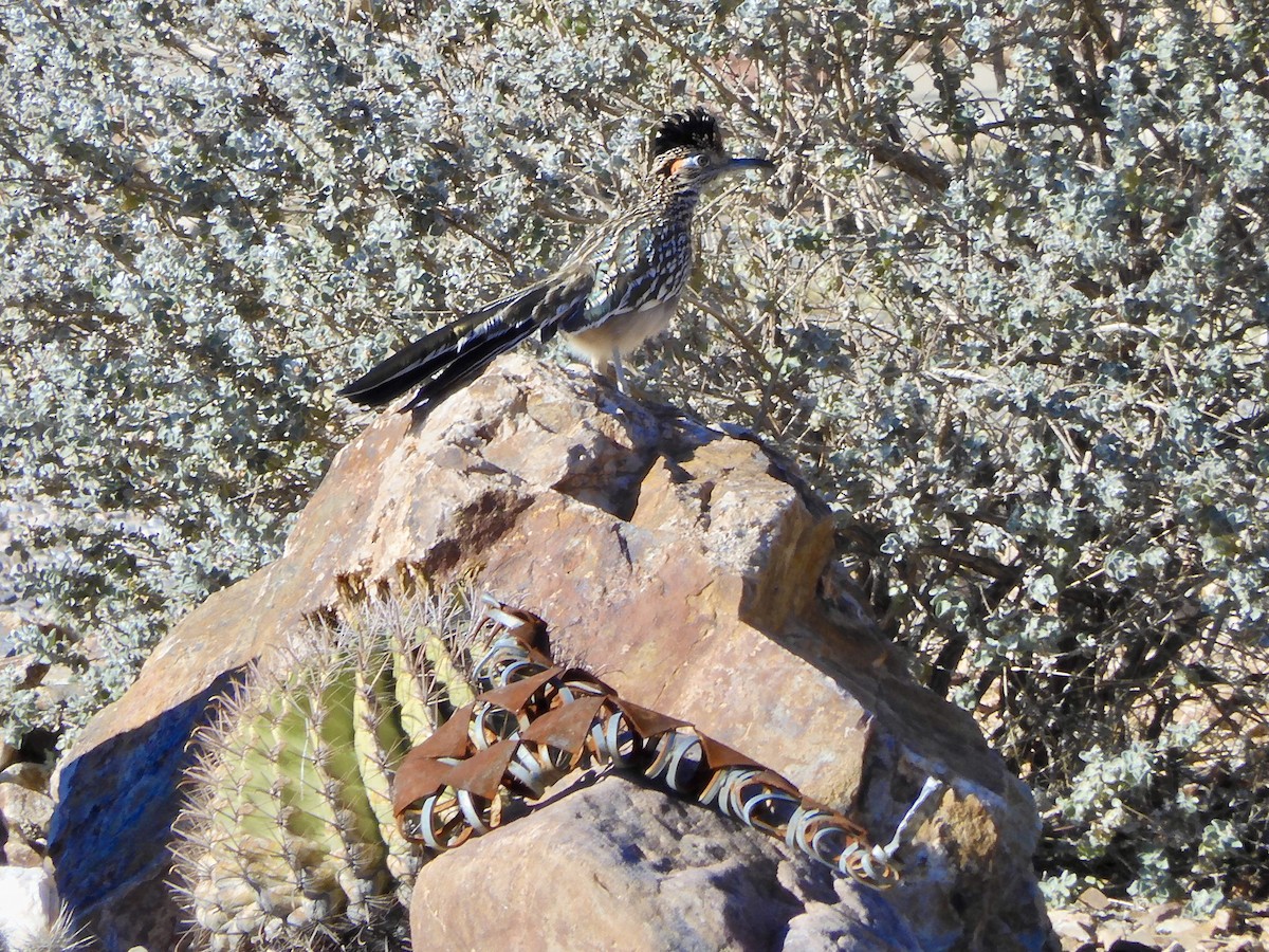 Greater Roadrunner - ML646865733