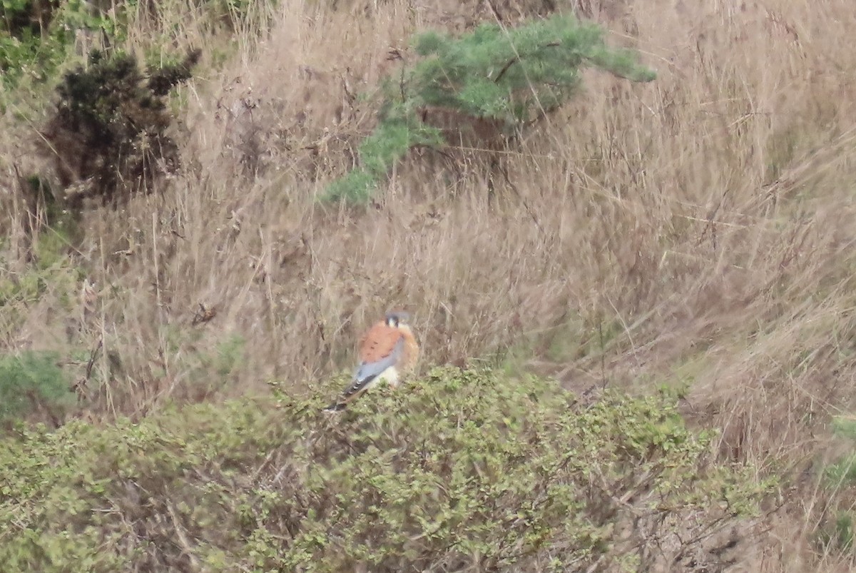 American Kestrel - ML646865734