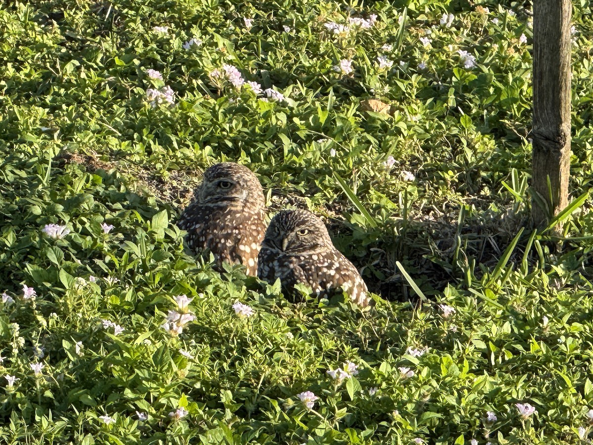 Kaninchenkauz - ML646865735