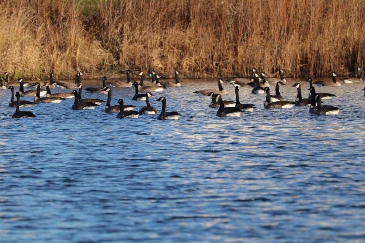 Canada Goose - ML646865737
