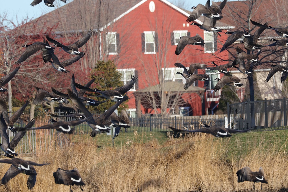 Canada Goose - ML646865739