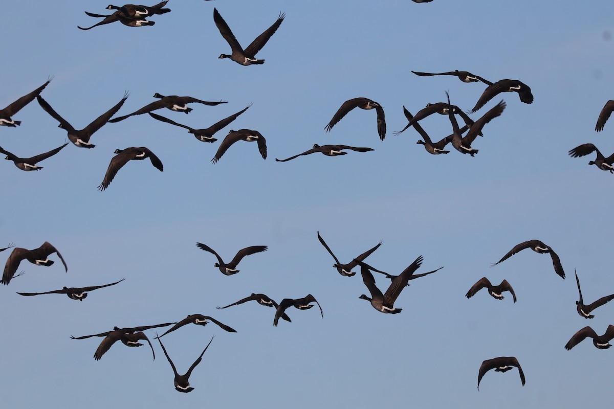 Canada Goose - ML646865740