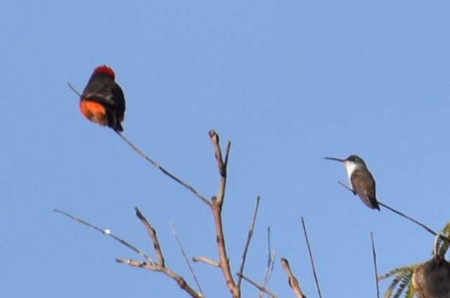 Violet-crowned Hummingbird - ML646865744